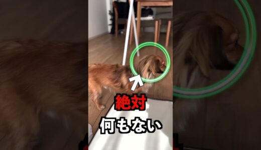 犬は家族の中で一番嫌いな人にだけこんな行動をします。 #shorts