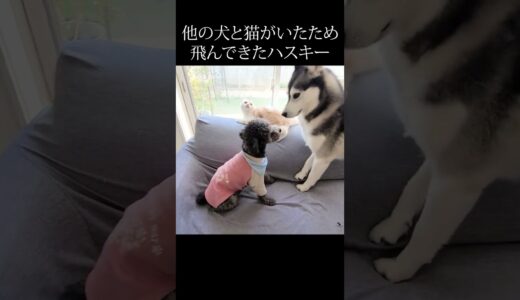 子猫のもとに秒で駆けつけた育ての親ハスキー犬...笑#shorts