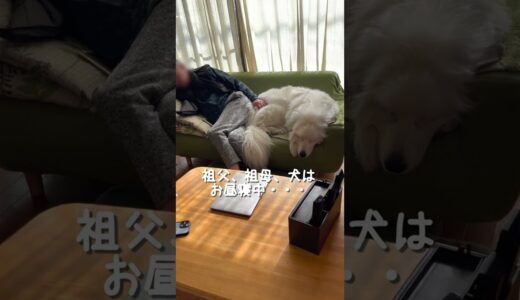 祖父と祖母と超大型犬によるとっても平和な気持ちになれる動画　#shorts