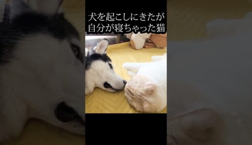 犬を起こしに来たが自分が寝ちゃった猫がこちら...#shorts