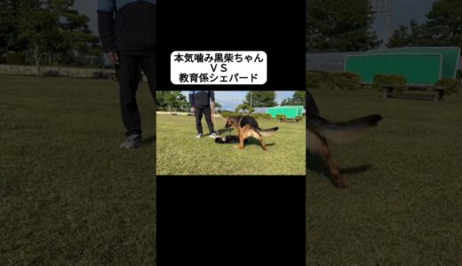 トレーナーの相棒シェパードＶＳ黒柴ちゃん #ドッグトレーニング #シェパード #犬