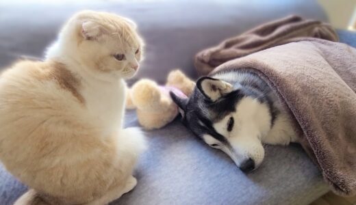 ハスキー犬が体調を崩して子猫が心配してます。