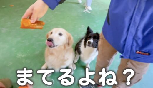 超食いしん坊な犬達に恵方巻をあげたら・・・