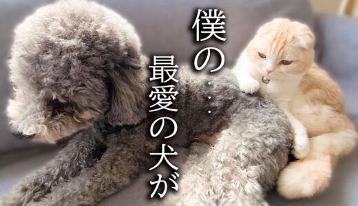 最愛の犬を預けたら寂しくニャーニャー泣いてこうなった子猫がこちら...