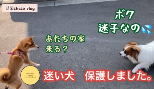 迷い犬を保護しました。／お手柄チャコちゃん