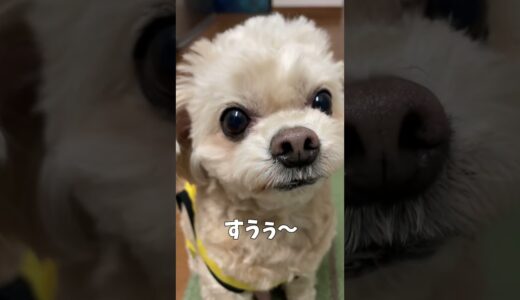 ひみつがバレる犬【関西弁でしゃべる犬】#373 A dog whose secret is revealed 【Dog talking 】 #shorts