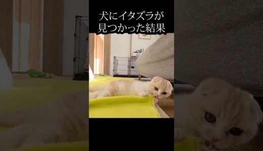 犬にイタズラが見つかり言い訳してる子猫がかわいい#猫