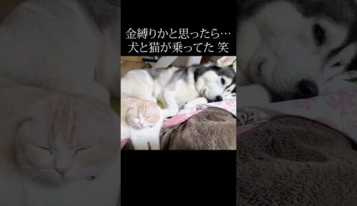 夜中に金縛りで目が覚めたら犬と猫が...笑 #shorts