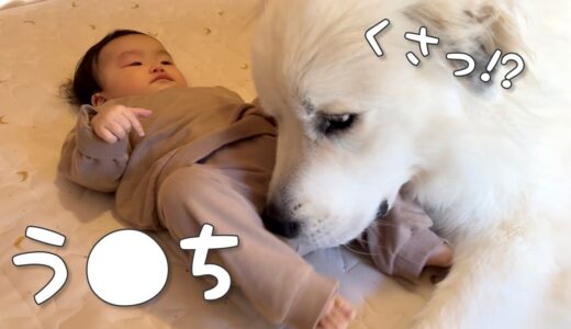 【育児犬】生後8ヶ月の妹がう○ちをしたら秒で教えてくれる超大型犬がすごいw｜グレートピレニーズ