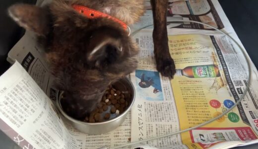 甲斐犬 桜ちゃんご飯バクバク食べました❗️それもトッピング無し