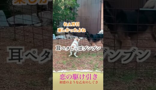 【犬の初恋？】乙女のような表情に注目！