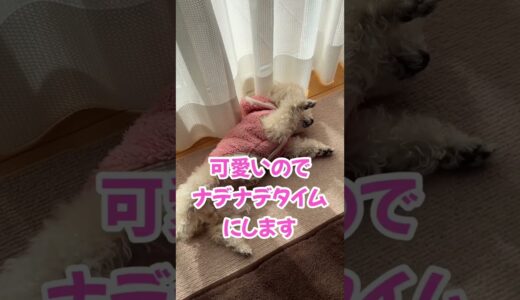 ナデナデの抜け駆けは許さない犬  #shorts