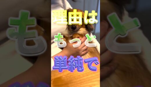 犬が家族によって態度を変える理由は上下関係じゃない！ #shorts