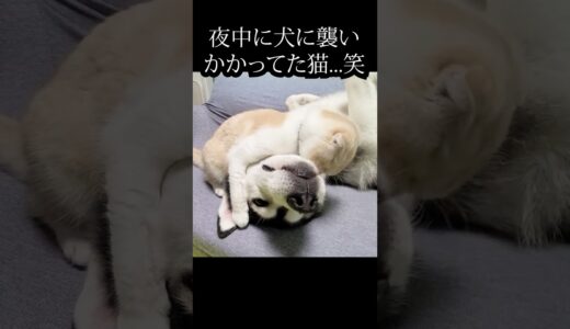 夜中に犬に襲い掛かった猫がかわいい...#猫