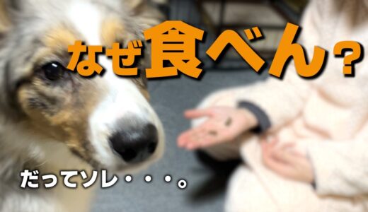 【なぜ食べない？】愛犬が食べない理由・・・。【暴🌸犬🌸姫::ぼうけんき】『生後150日』＃ボーダーコリー #子犬  #bordercollie