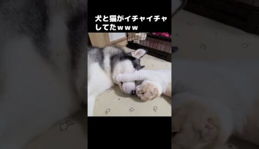 ハスキー犬が育てた猫がかわいすぎる...#猫 #shorts