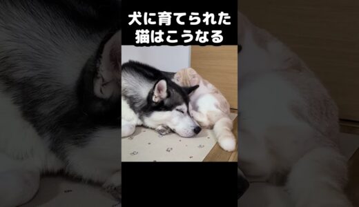 大好きな犬と再会する猫がかわいい...#猫 #cat