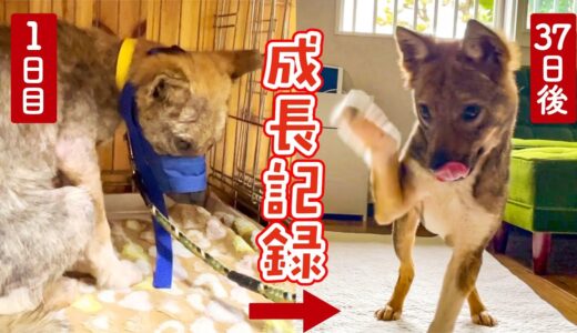 牧場に捨てられた犬がワンパクと元気を取り戻すまでの37日間の成長記録