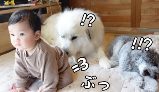 【悲劇】生後9ヶ月の妹に顔の前でう○ちされた超大型犬の反応がこちらですw｜グレートピレニーズ