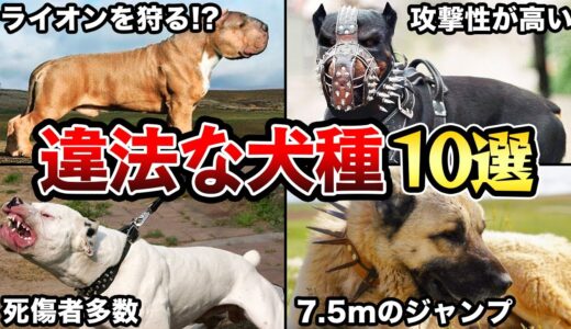 【飼ってはいけない】飼育が禁止されている違法な犬種10選