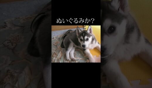 かわいすぎて悶絶する動画 #shorts #犬 #husky