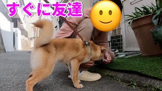 【てくてくアース】すぐ懐く柴犬！犬か羊か石の置物を探せ　梅元町　楠谷町　小夏生後７ヶ月