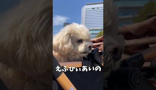 なぜかヘリコプターに反応する犬 【関西弁でしゃべる犬】#386 Why does a dog respond to helicopters 【Dog talking 】 #shorts