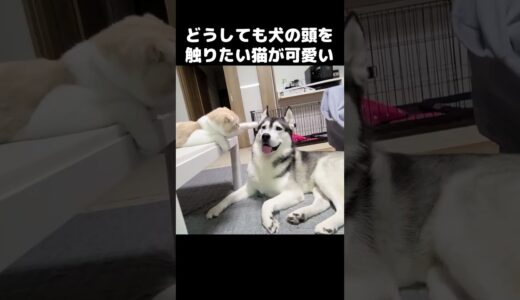 どうしても犬のでかい頭を触りたい子猫がかわいい…#猫 #shorts