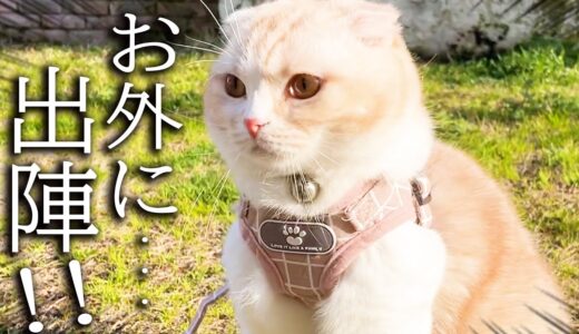 お天気が良いので子猫と犬と一緒に外に出てみた結果...