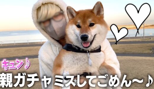 初対面！他の犬にテンション100%になる柴犬こまちゃんが可愛いです…【和風総分家】