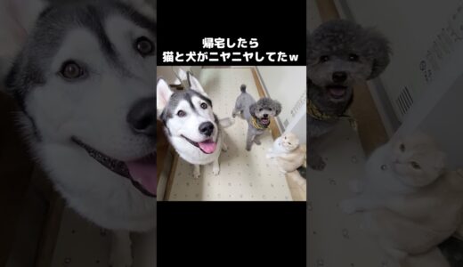 いつもより2時間早く帰宅したら猫と犬がニヤニヤしてた…笑#猫 #cat