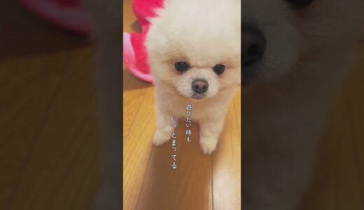 繁殖引退犬の里親になりました★吠えない犬 #犬 #繁殖引退犬 #いぬ #ブリーダー #トイプードル #ポメラニアン