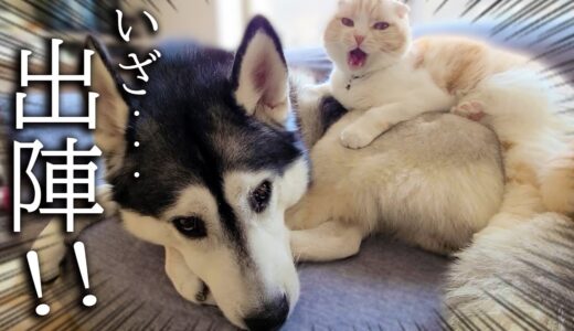 こっそり犬とお散歩に行こうとしたら自分も準備してた子猫がこちら