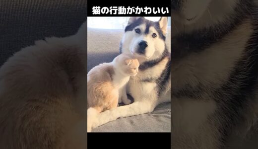 犬が気になって秒で駆けつけた猫の行動が可愛すぎる...#猫 #shorts