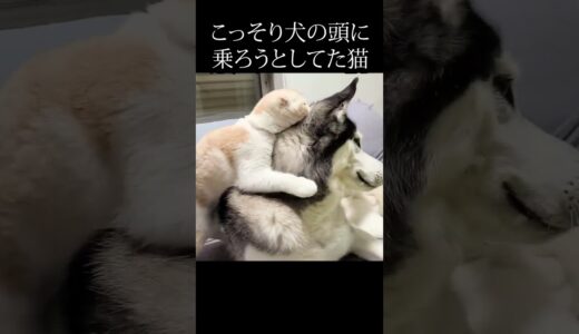 猫がこっそり犬の頭に乗ろうとした瞬間こうなった...笑#猫 #shorts