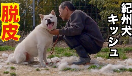 元飼い主を５針縫う大怪我させた紀州犬キッシュくんのブラッシングは大変です