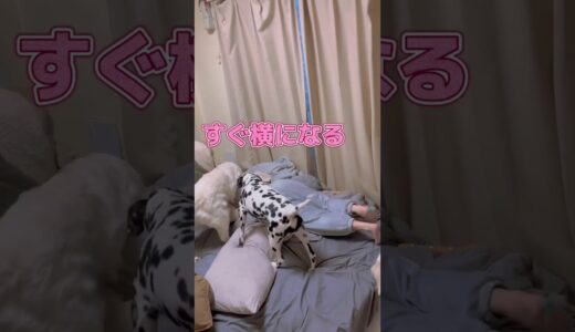 それは許せない大型犬５匹！ #shorts