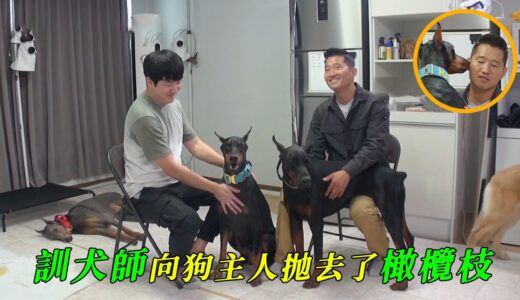 小小公寓養5隻犬，其中竟有3隻杜賓1隻金毛，訓犬師全程姨母笑甚至要挖主人牆角