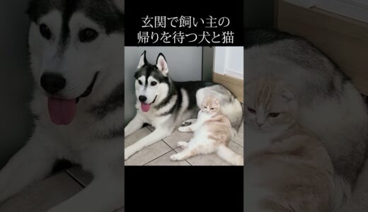 玄関で一緒に飼い主の帰りを待つ猫と犬がこちら…#猫 #shorts