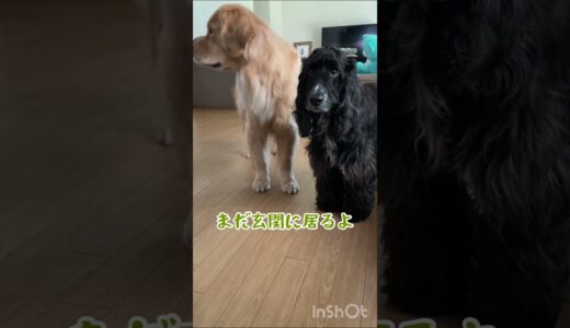 仕事に行く飼い主を見送る犬が可愛すぎて仕事に行きたくなくなるかもしれない