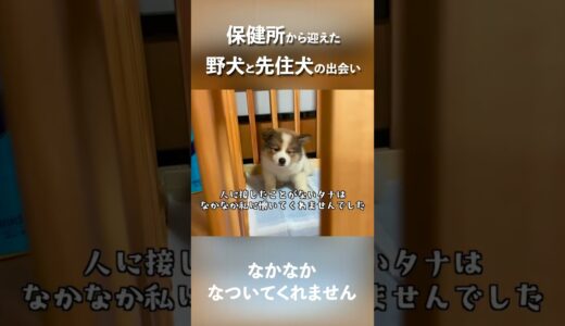 野犬の子犬が先住犬を見つけて取った行動#shorts