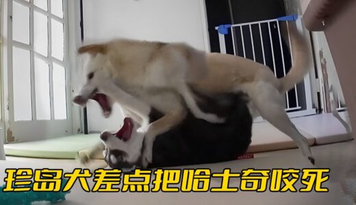 珍島犬差點把哈士奇咬死，連柴犬都不是它的對手，戰鬥力簡直爆表