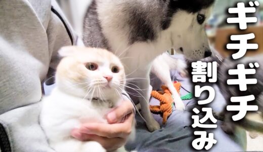 飼い主とハスキー犬の間に強引に割り込みして甘える子猫がかわいい