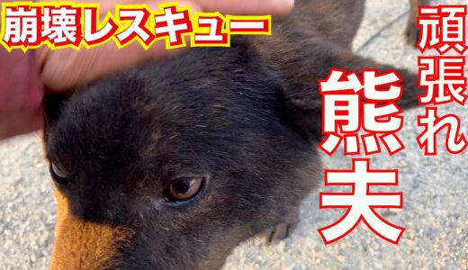 【繁殖屋崩壊】レスキューした熊夫くん心のリハビリ