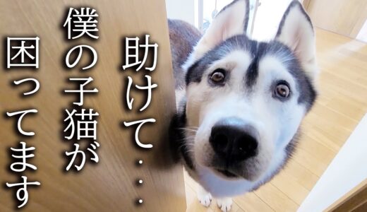 子猫が困ってるので助けを求めに来たハスキー犬について行くと...