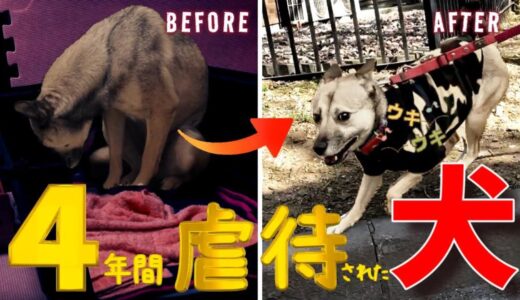 700万回再生された！虐待された犬アッチャンの今、ケガの状態は？