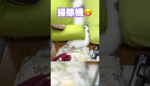 天敵に出会った瞬間、ガン逃げする超大型犬 #shorts