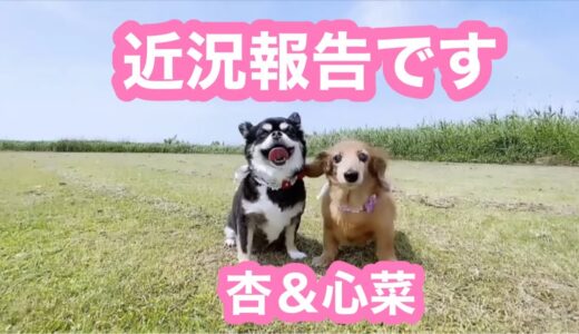 【老犬介護No.125】老犬心菜と　心臓弁膜症と向き合っている杏　2匹の近況です🐶🐶