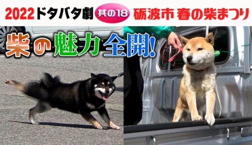 2022狂犬病予防注射会場のドタバタ劇・其の18 砺波市 春の柴まつり