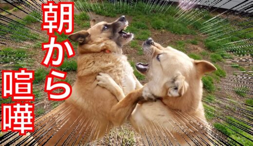 朝から喧嘩はやめてくださ〜い！　また梅干くんですわ（笑）